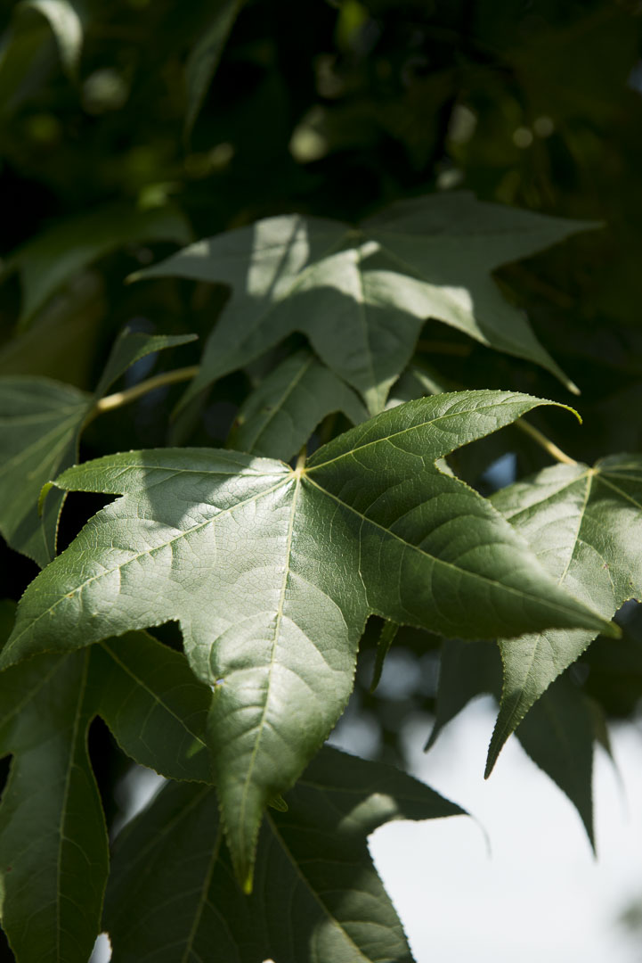 Oakleaf Hydrangea
