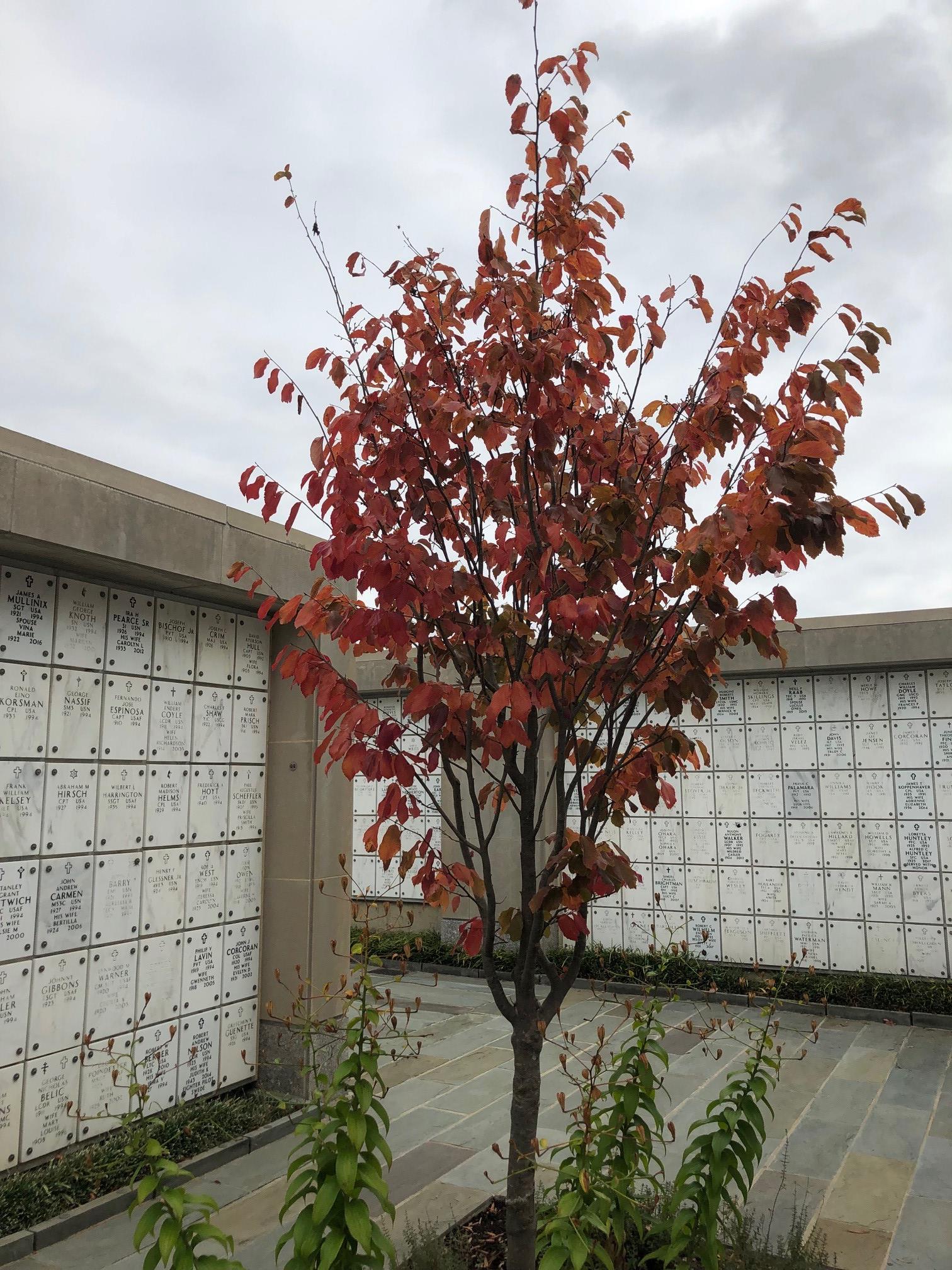 Persan Ironwood Tree in columbarium court