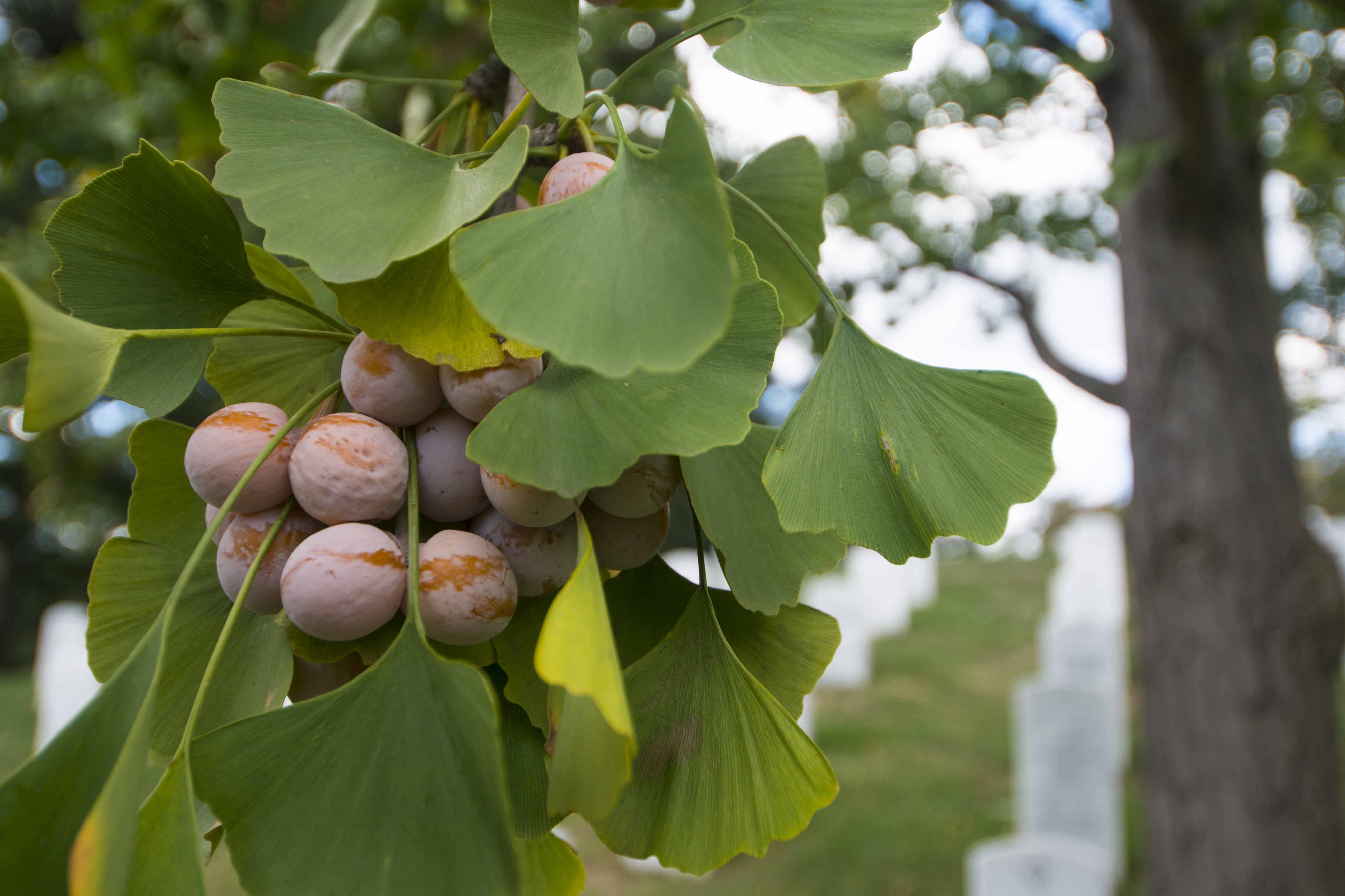 Ginkgo berries