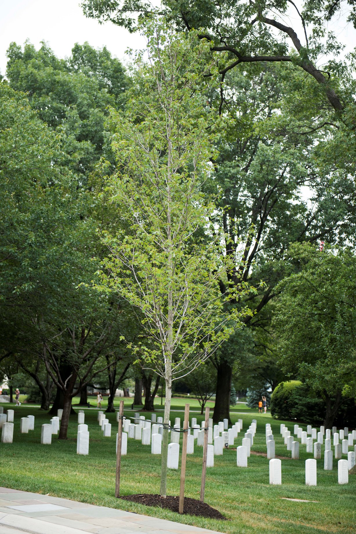 vietnam helicopter pilots association memorial tree