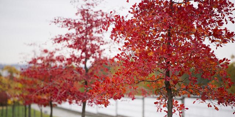 Fall 2017 at Arlington National Cemetry