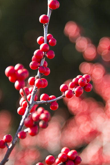Winterberry Holly (Ilex Verticillata)