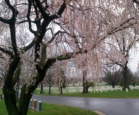 Weeping Higan Cherry
