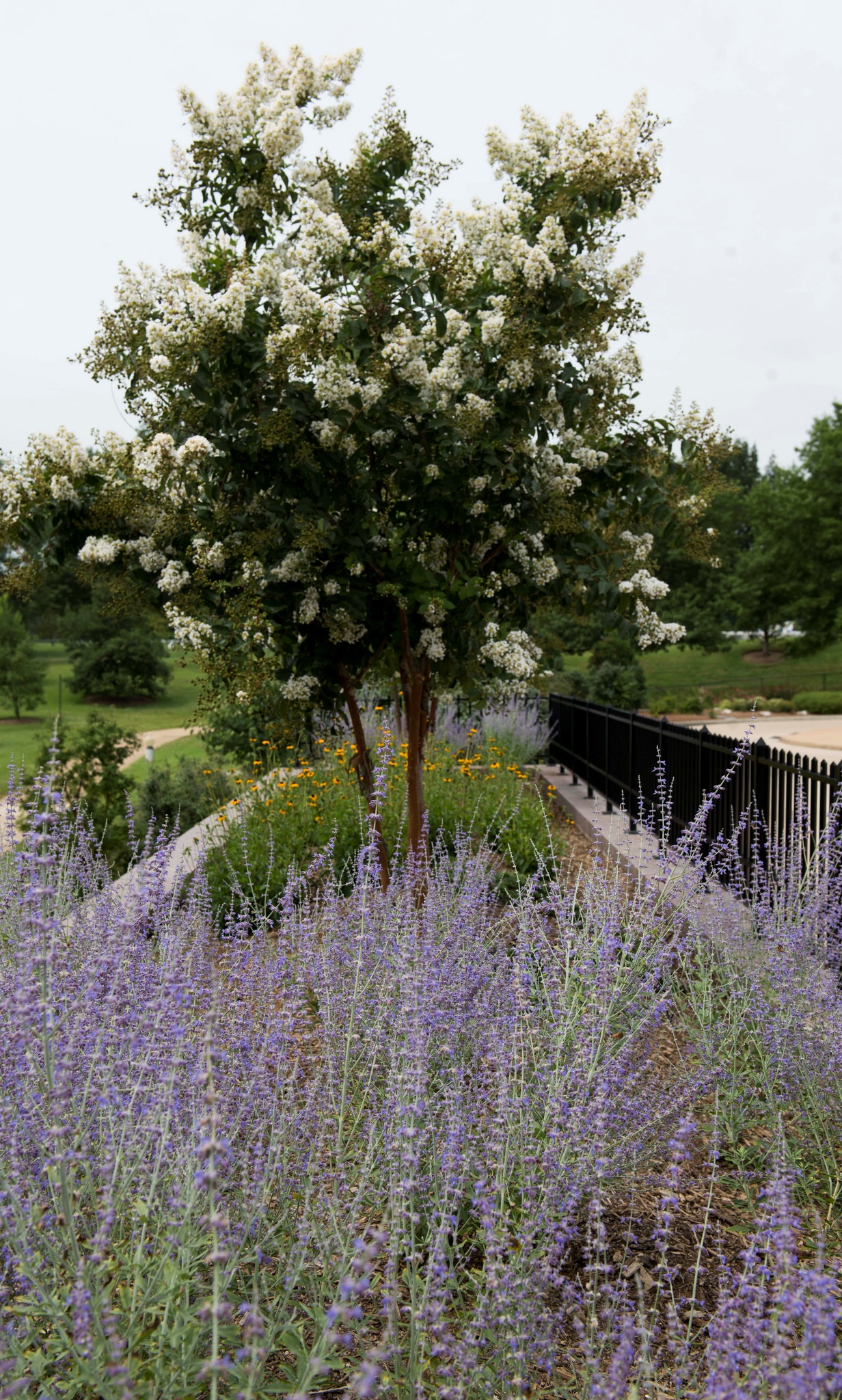 photo of drought tolerant plants at Arlington National Cemetery