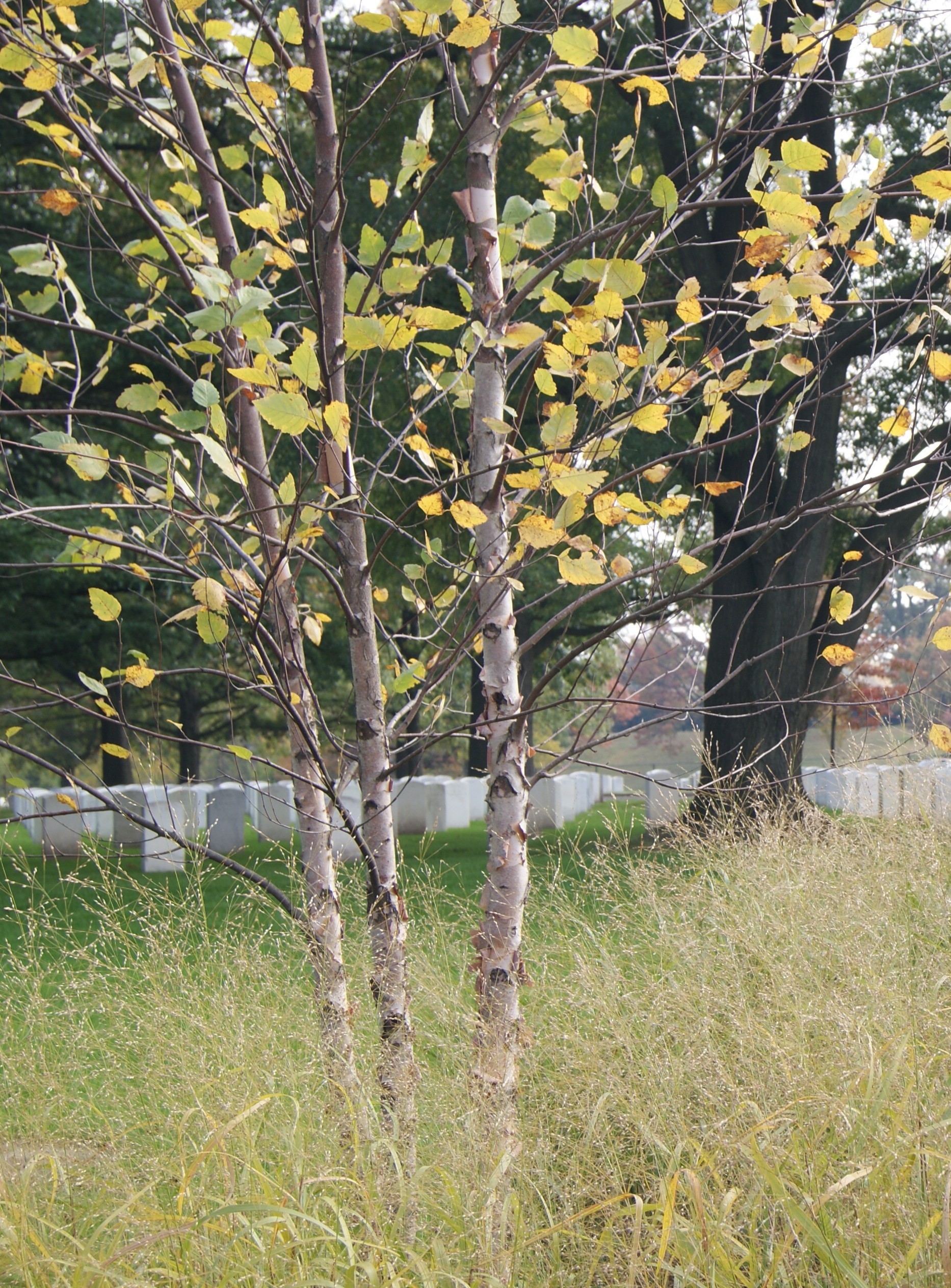 River birch trees that provide food for insects and birds River birch trees that provide food for insects and birds
