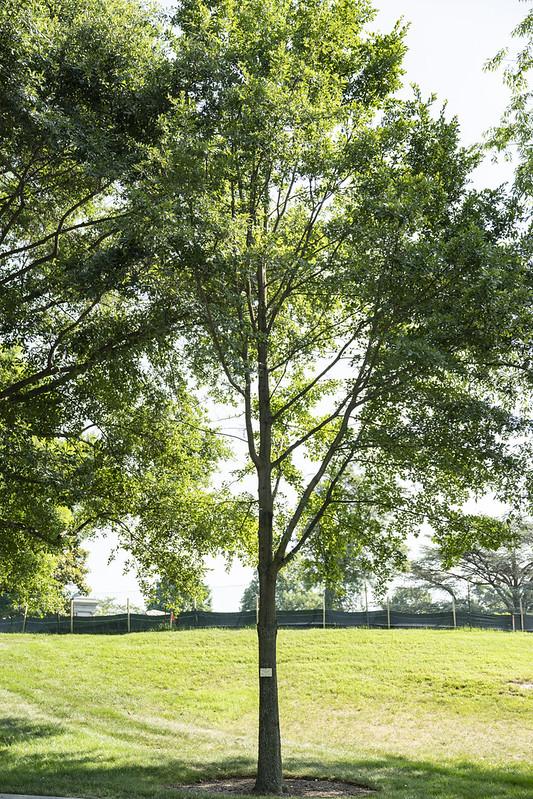 Medal of Honor Trees