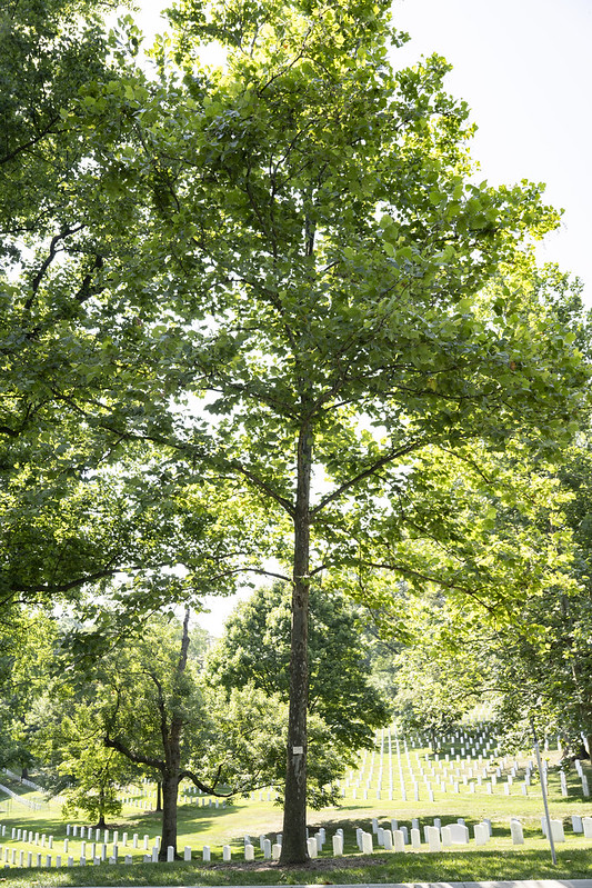Medal of Honor Trees