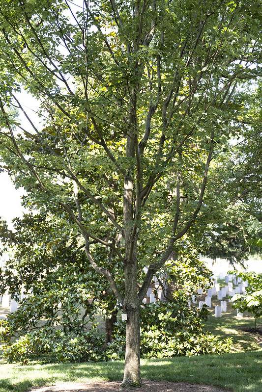 Medal of Honor Trees