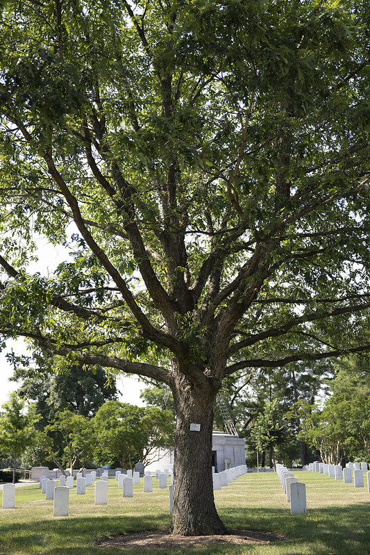 Medal of Honor Trees