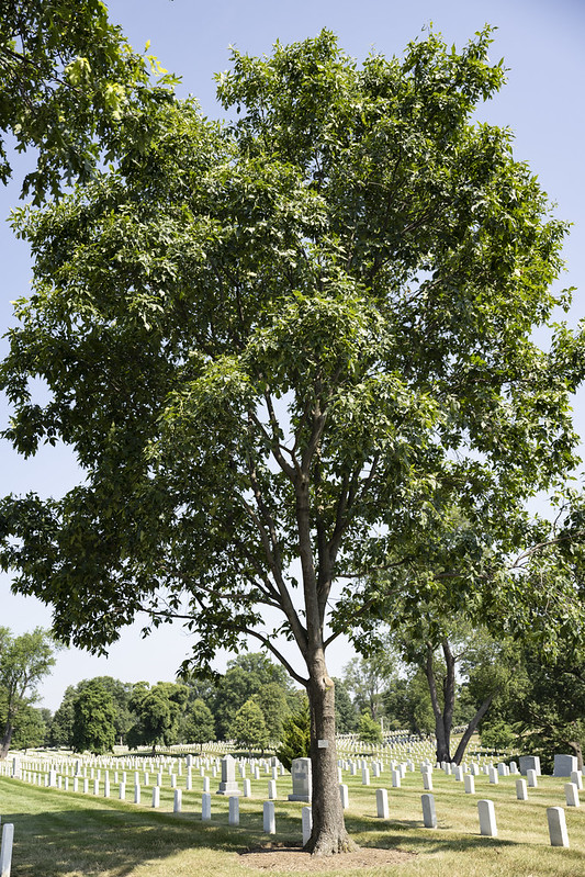 Medal of Honor Trees