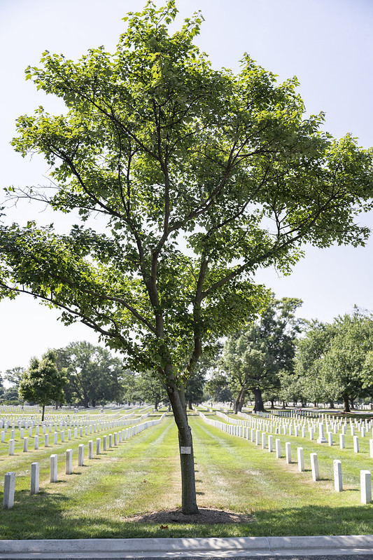 Medal of Honor Trees