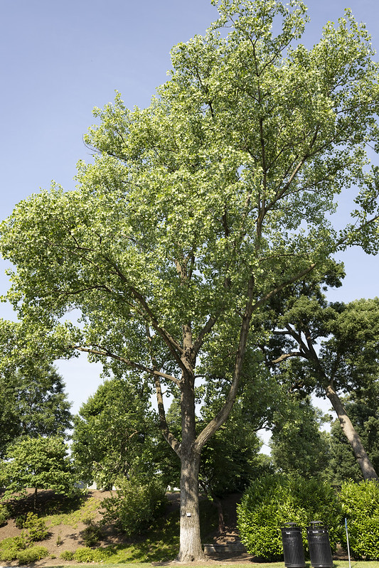 Medal of Honor Trees