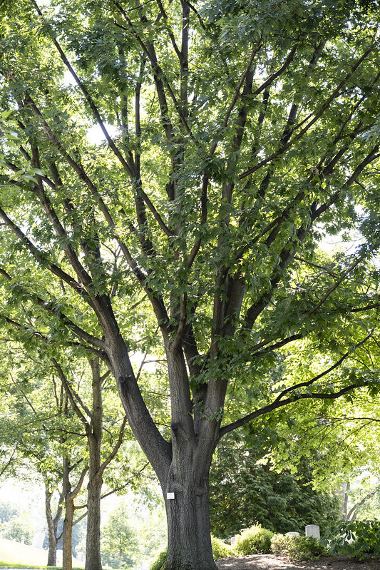 Medal of Honor Trees