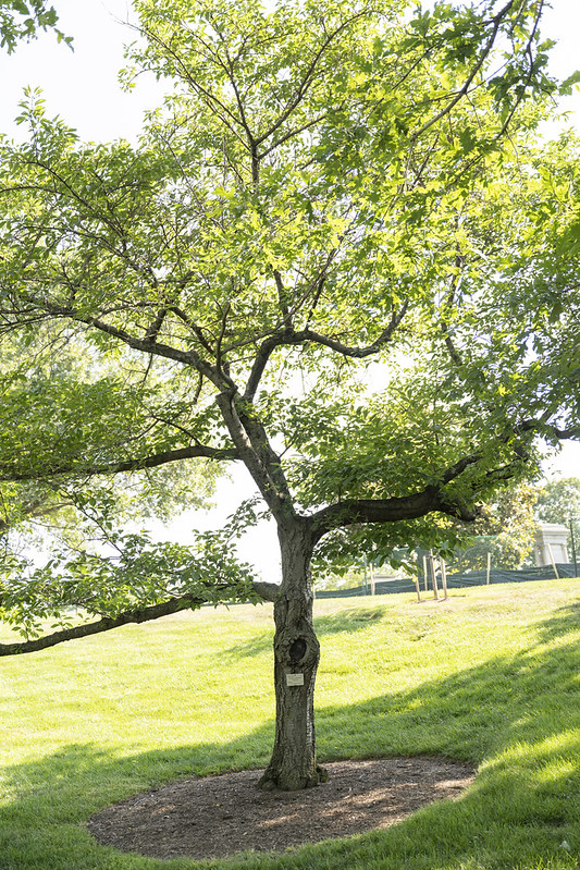 Medal of Honor Trees