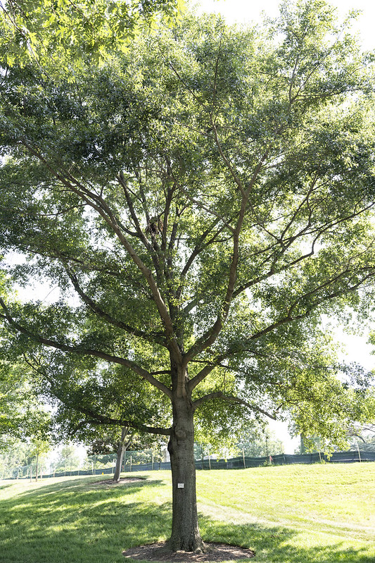 Medal of Honor Trees