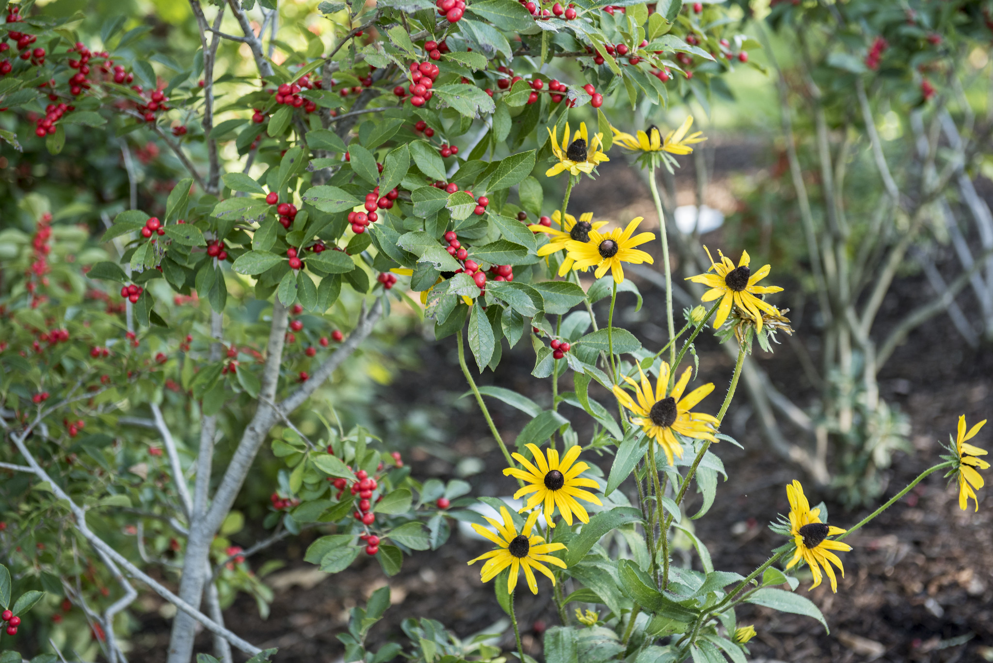 rain_gardens