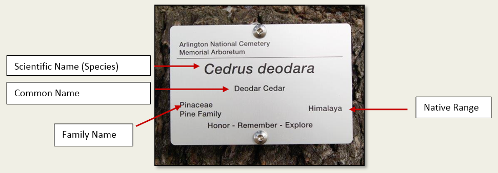 Tree Label Diagram