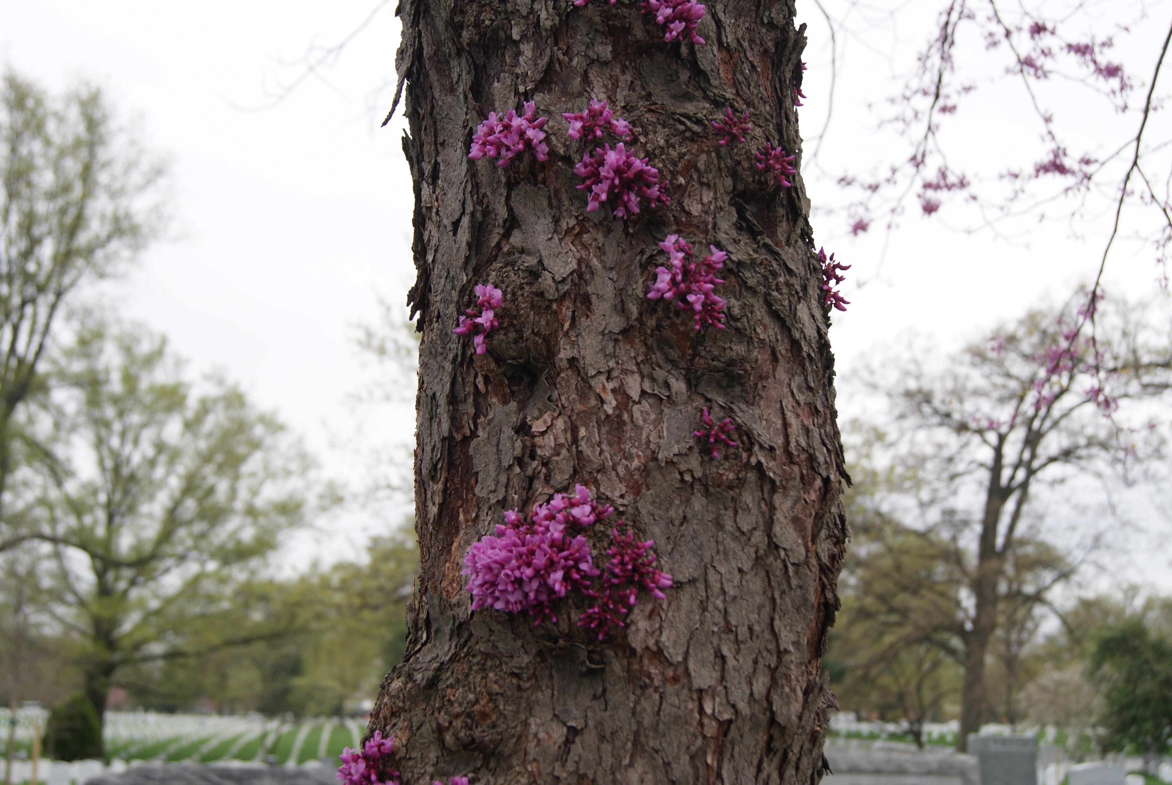 Redbud Blooms on Bark