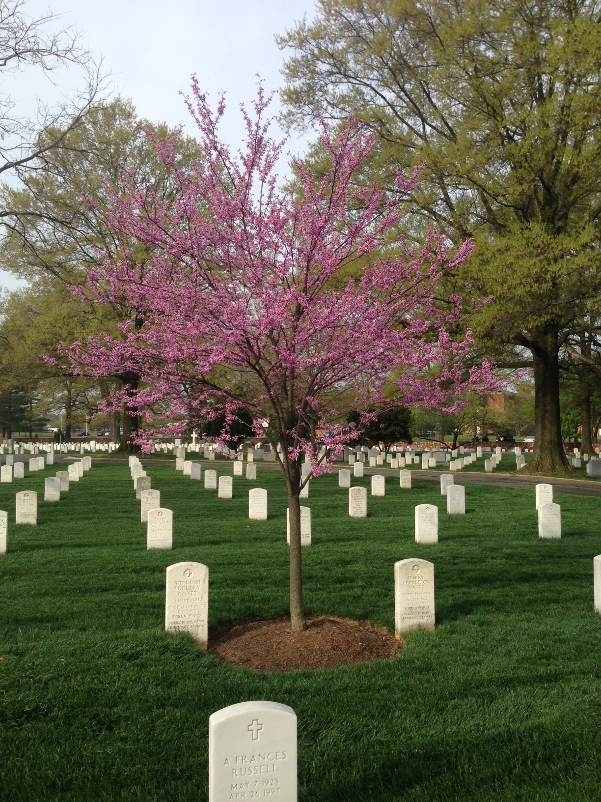 Redbud Tree